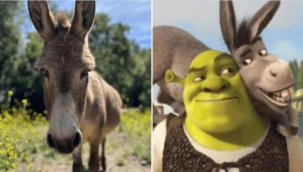 Shrek: ci lascia a 30 anni Perry, l'asino che ha ispirato Ciuchino