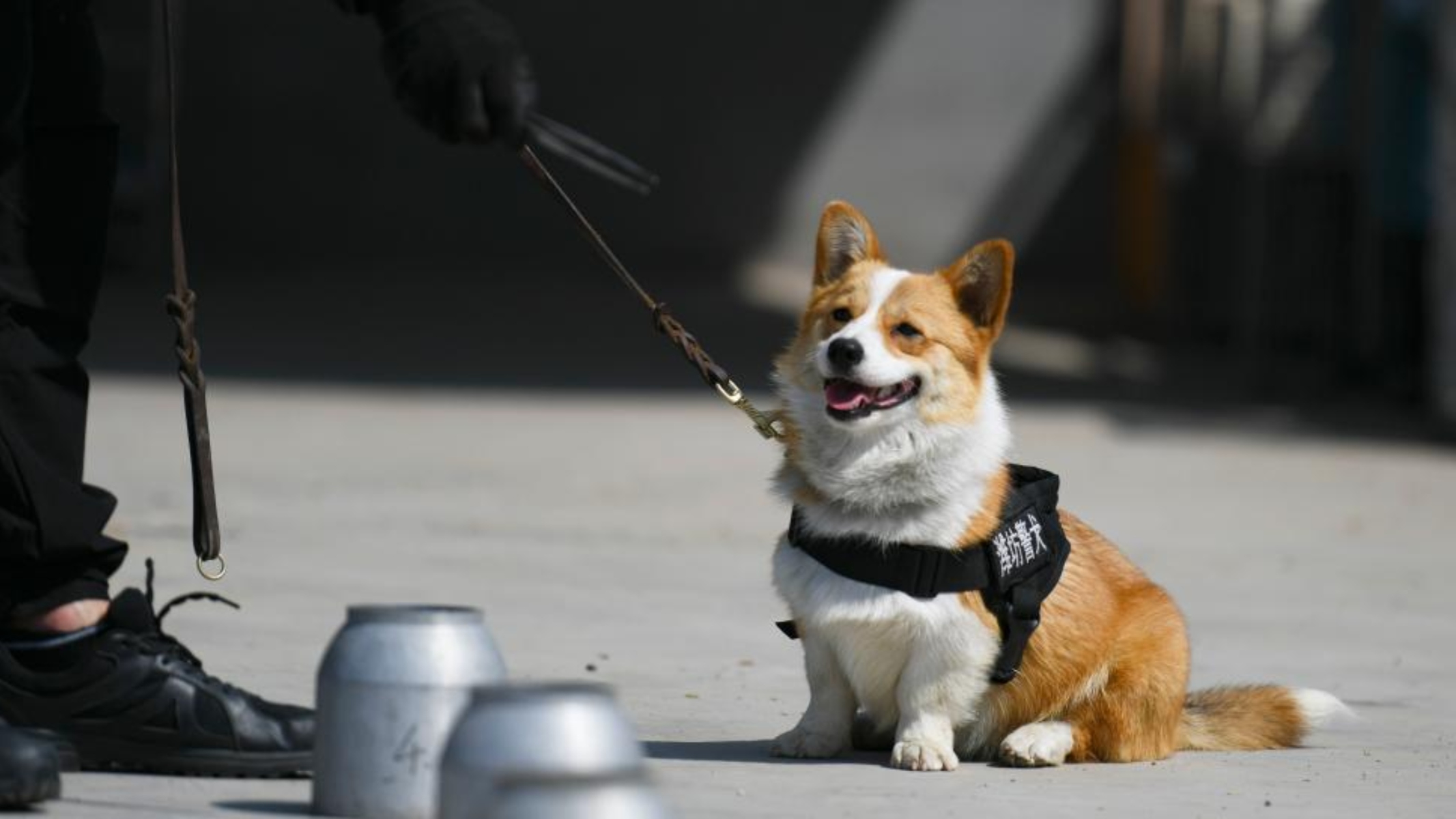 Cina, corgi